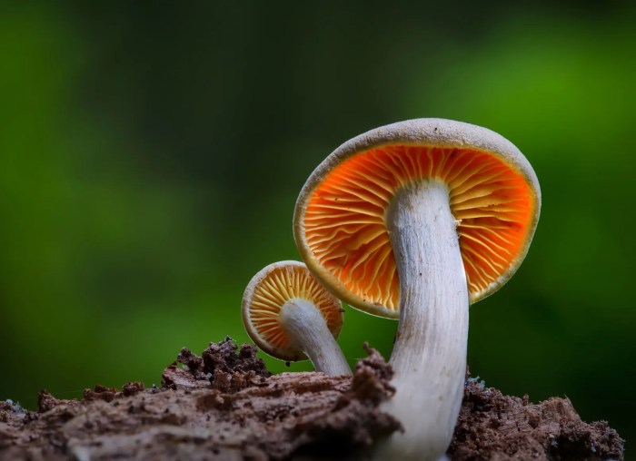 Mushroom muscaria amanita agaric fly wikipedia toxic commonly known