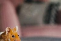 Hamster im wohnzimmer halten