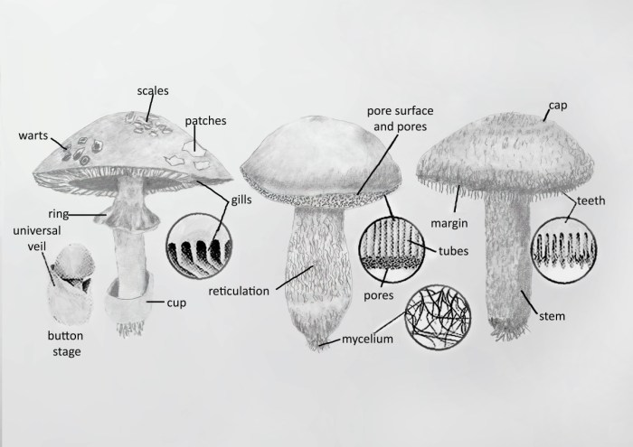 Gomba info wohnzimmer