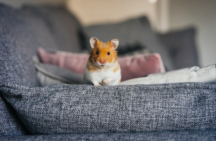 Hamster im wohnzimmer halten